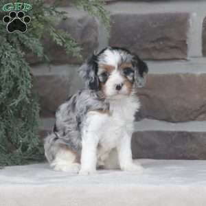 Carter, Cavapoo Puppy